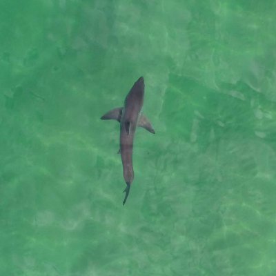 A  new study involving UQ estimates around 200 to 252 white sharks have babies each year.